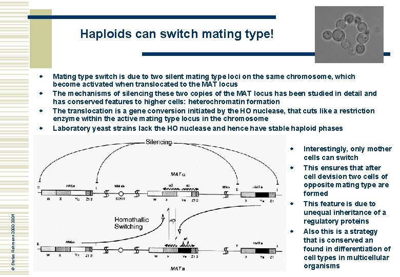 Haploids can switch mating type! w w Mating type switch is due to two