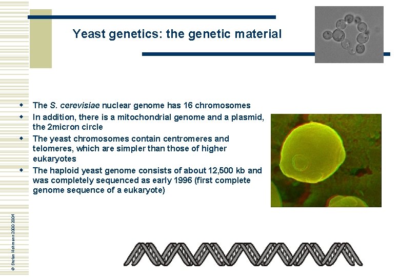 Yeast genetics: the genetic material w w w © Stefan Hohmann 2000 -2004 w