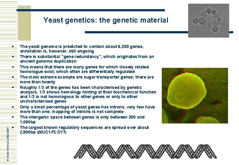 Yeast genetics: the genetic material w w w © Stefan Hohmann 2000 -2004 w
