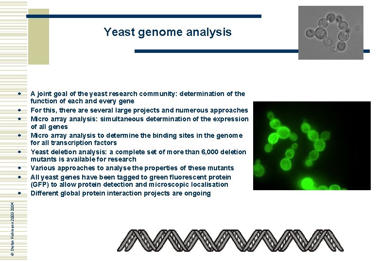 Yeast genome analysis w w w w © Stefan Hohmann 2000 -2004 w A