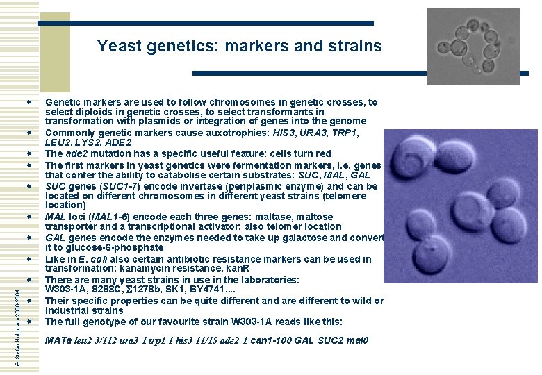 Yeast genetics: markers and strains w w w w © Stefan Hohmann 2000 -2004