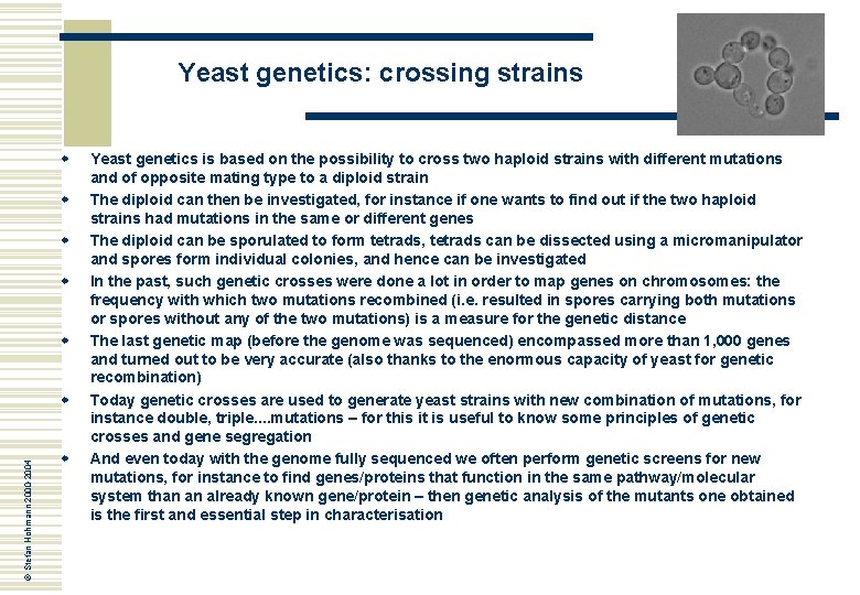 Yeast genetics: crossing strains w w w © Stefan Hohmann 2000 -2004 w w