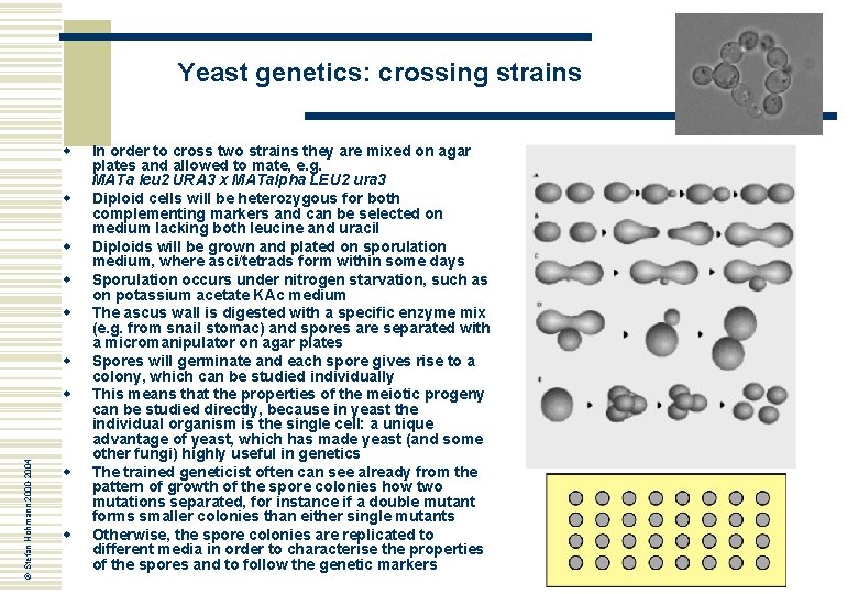 Yeast genetics: crossing strains w w w © Stefan Hohmann 2000 -2004 w w