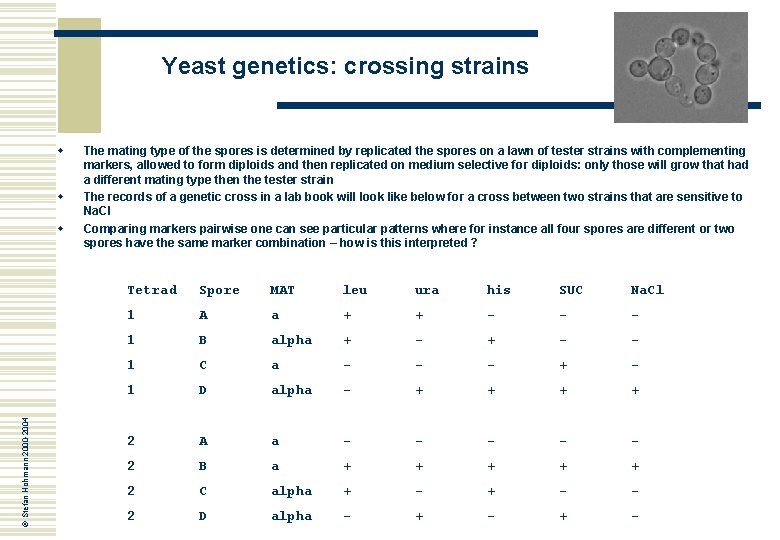 Yeast genetics: crossing strains w w © Stefan Hohmann 2000 -2004 w The mating
