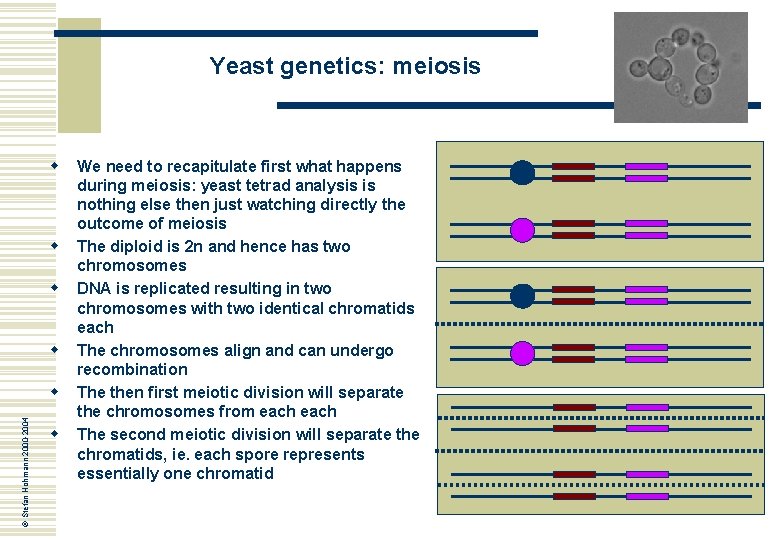 Yeast genetics: meiosis w w © Stefan Hohmann 2000 -2004 w w We need
