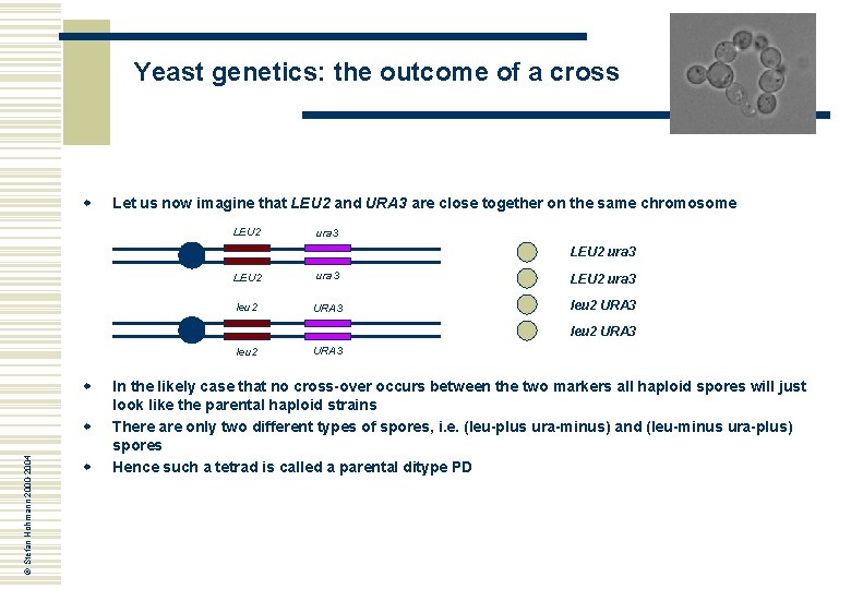 Yeast genetics: the outcome of a cross w Let us now imagine that LEU