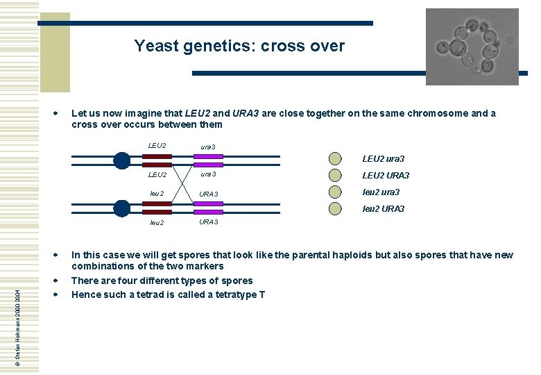 Yeast genetics: cross over w Let us now imagine that LEU 2 and URA