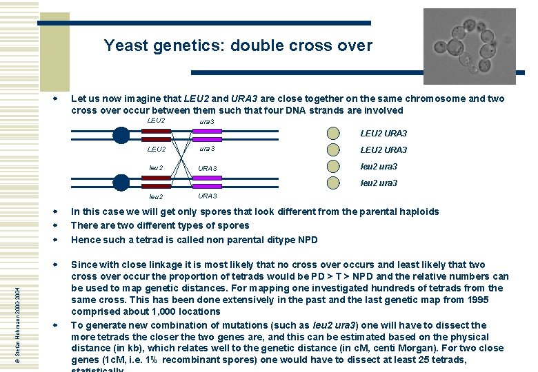 Yeast genetics: double cross over w Let us now imagine that LEU 2 and