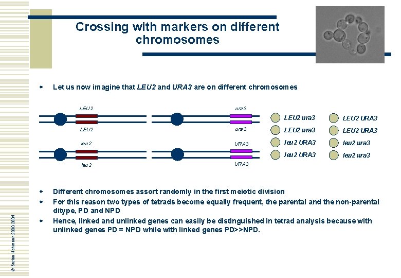 Crossing with markers on different chromosomes w Let us now imagine that LEU 2