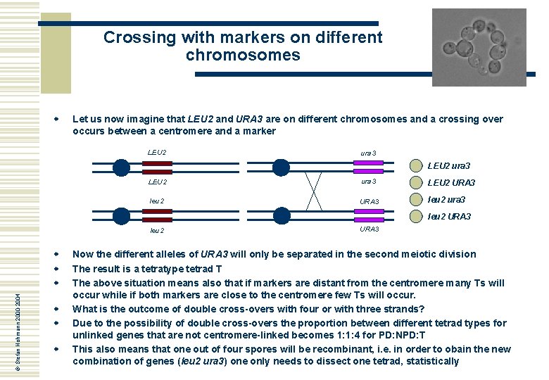 Crossing with markers on different chromosomes w Let us now imagine that LEU 2