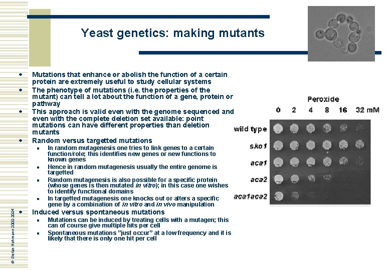 Yeast genetics: making mutants w w Mutations that enhance or abolish the function of