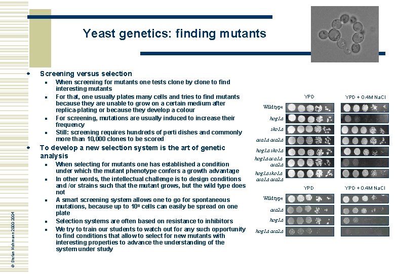 Yeast genetics: finding mutants w Screening versus selection n n w To develop a