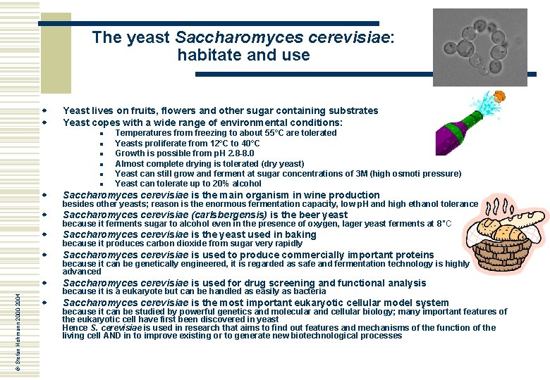 The yeast Saccharomyces cerevisiae: habitate and use w w Yeast lives on fruits, flowers