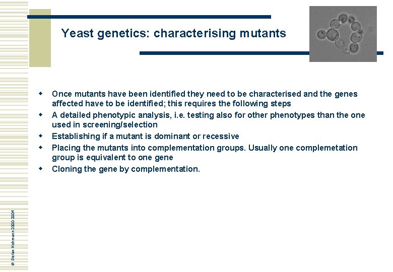 Yeast genetics: characterising mutants w w © Stefan Hohmann 2000 -2004 w Once mutants