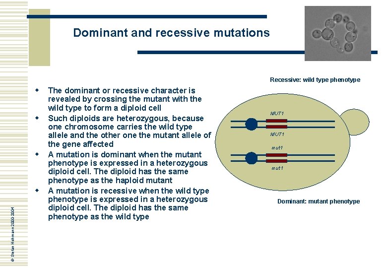 Dominant and recessive mutations Recessive: wild type phenotype w w w © Stefan Hohmann