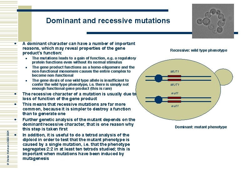 Dominant and recessive mutations w A dominant character can have a number of important