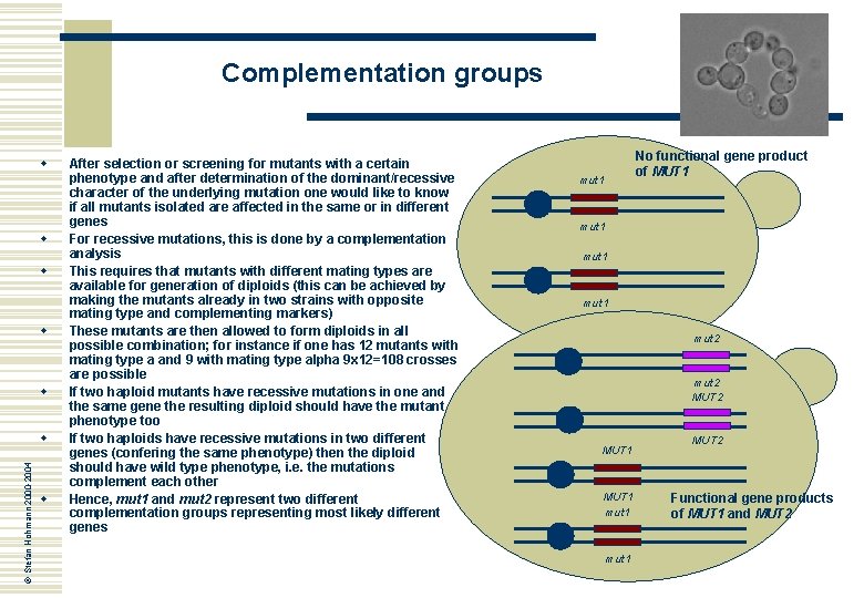 Complementation groups w w w © Stefan Hohmann 2000 -2004 w w After selection
