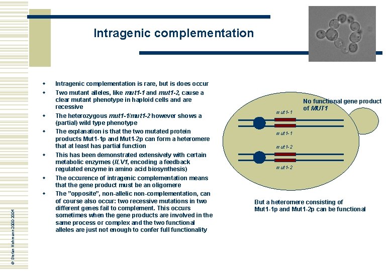 Intragenic complementation w w w © Stefan Hohmann 2000 -2004 w Intragenic complementation is