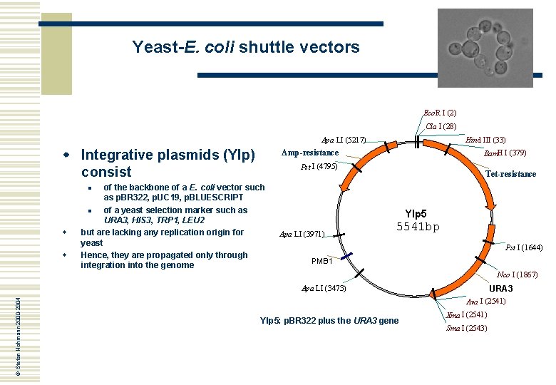Yeast-E. coli shuttle vectors Eco. R I (2) Cla I (28) Apa LI (5217)