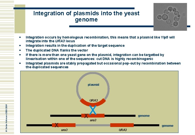 Integration of plasmids into the yeast genome w w w Integration occurs by homologous