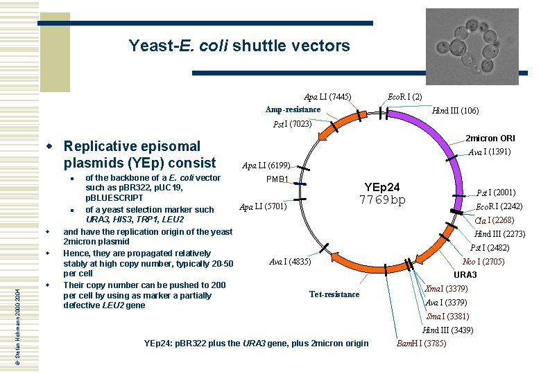 Yeast-E. coli shuttle vectors Apa LI (7445) Amp-resistance Eco. R I (2) Hind III