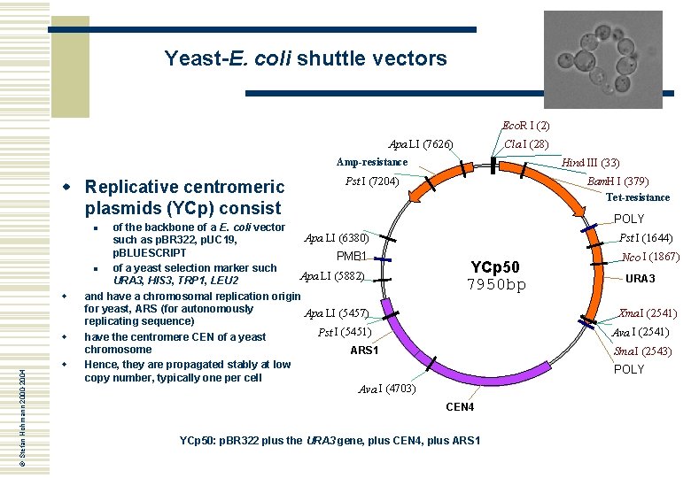 Yeast-E. coli shuttle vectors Eco. R I (2) Apa LI (7626) Cla I (28)