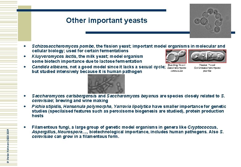 Other important yeasts w w © Stefan Hohmann 2000 -2004 w w Schizosaccharomyces pombe,