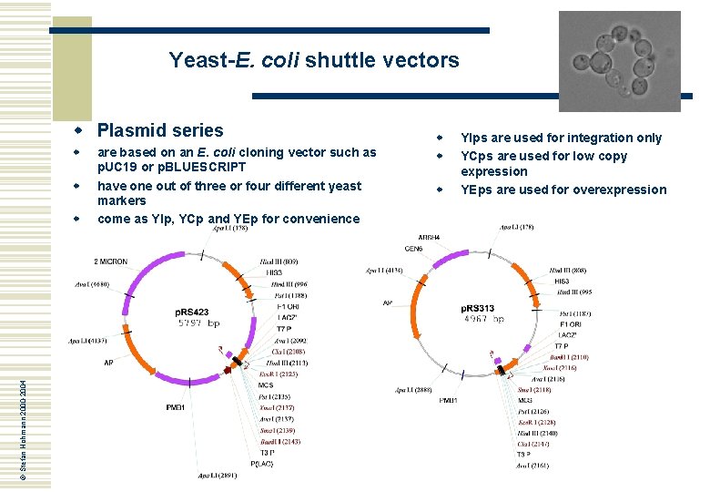 Yeast-E. coli shuttle vectors w Plasmid series w w © Stefan Hohmann 2000 -2004