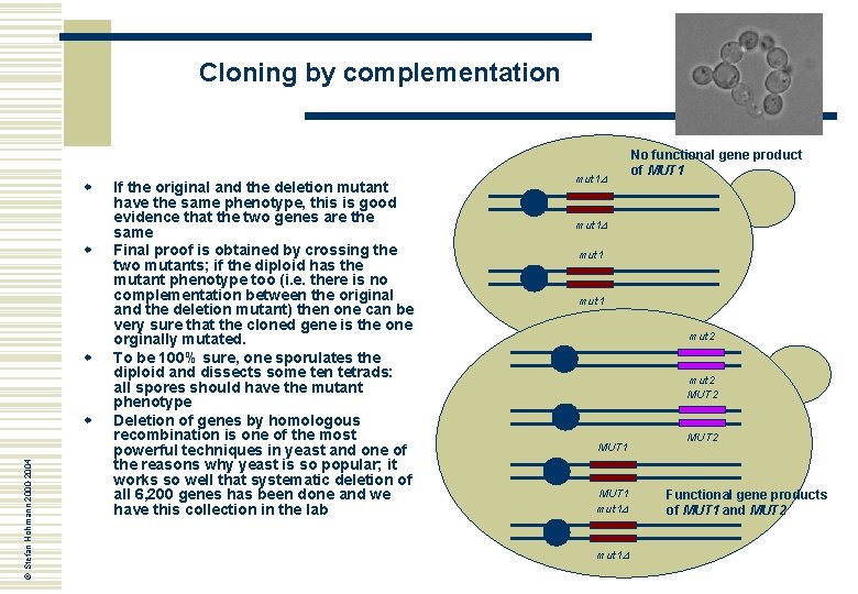 Cloning by complementation w w w © Stefan Hohmann 2000 -2004 w If the