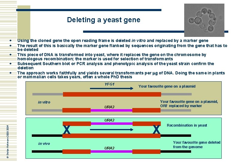 Deleting a yeast gene w w w Using the cloned gene the open reading