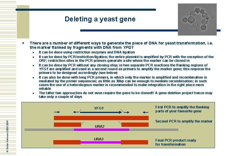 Deleting a yeast gene w There a number of different ways to generate the