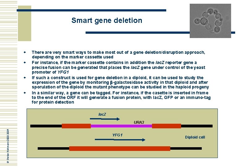 Smart gene deletion w w There are very smart ways to make most out