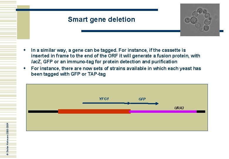 Smart gene deletion w w In a similar way, a gene can be tagged.