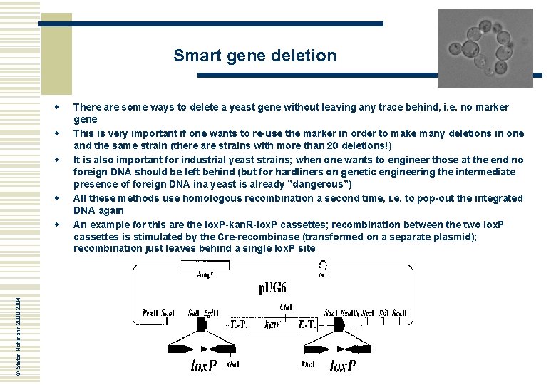 Smart gene deletion w w © Stefan Hohmann 2000 -2004 w There are some