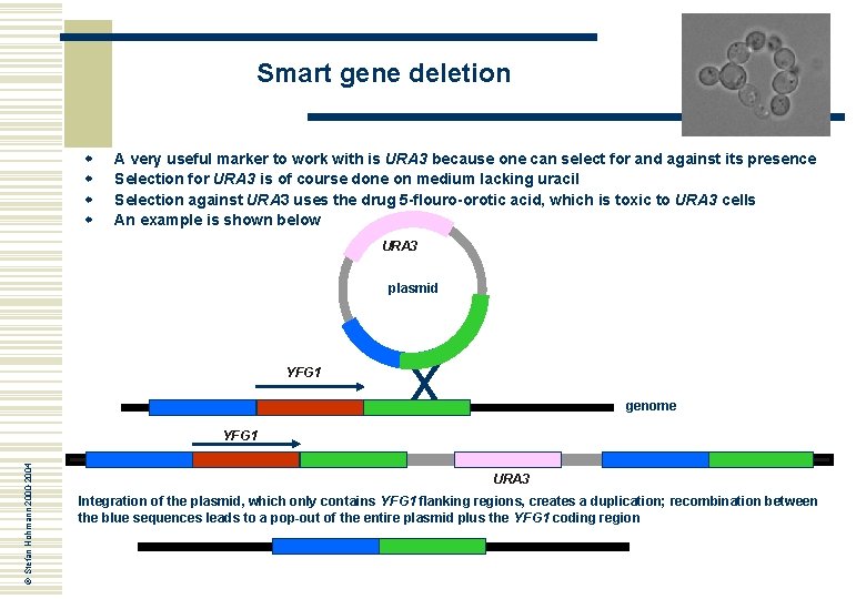 Smart gene deletion w w A very useful marker to work with is URA
