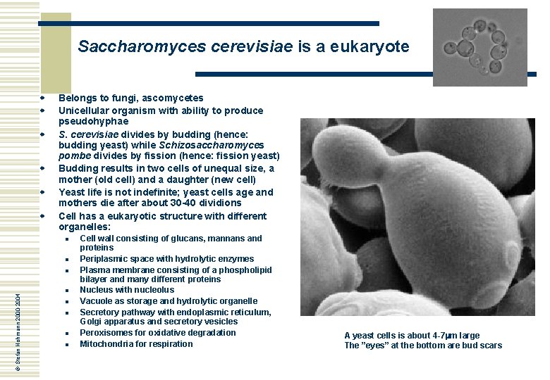 Saccharomyces cerevisiae is a eukaryote w w w Belongs to fungi, ascomycetes Unicellular organism