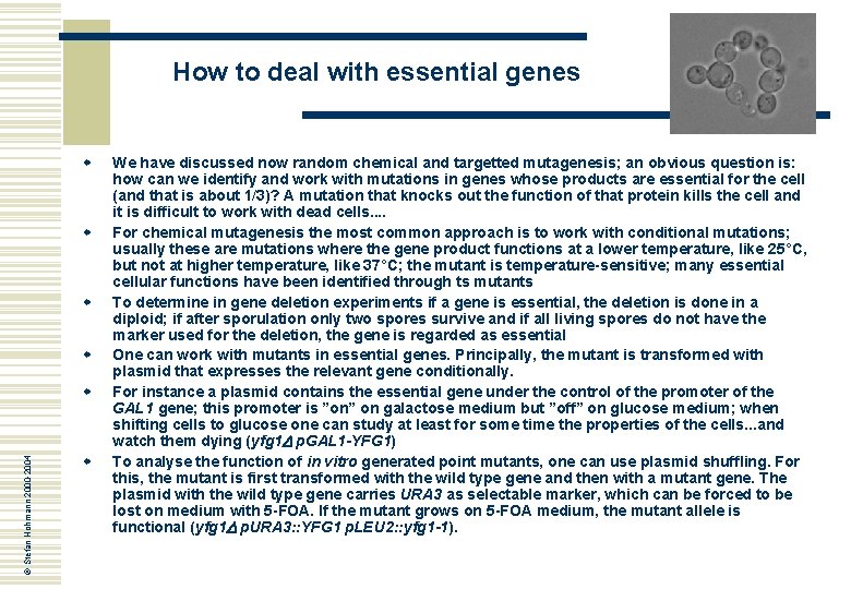 How to deal with essential genes w w © Stefan Hohmann 2000 -2004 w