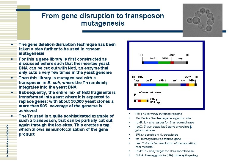 From gene disruption to transposon mutagenesis w w © Stefan Hohmann 2000 -2004 w