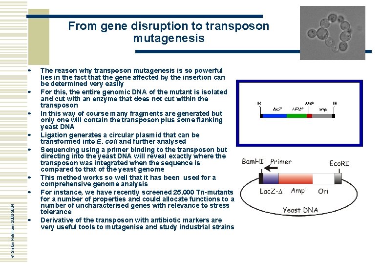 From gene disruption to transposon mutagenesis w w w © Stefan Hohmann 2000 -2004