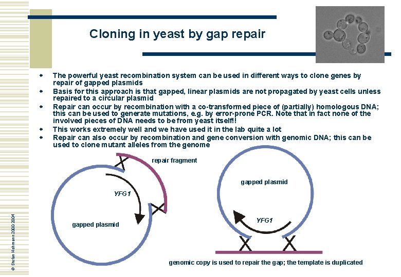 Cloning in yeast by gap repair w w w The powerful yeast recombination system