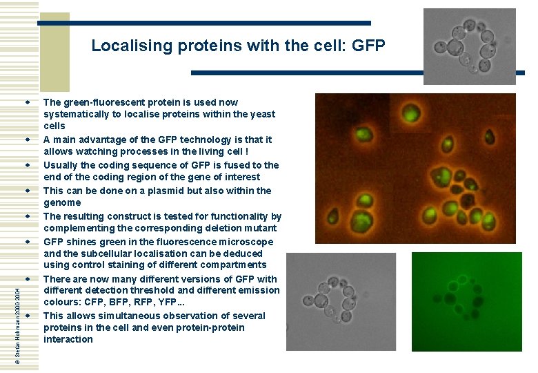 Localising proteins with the cell: GFP w w w © Stefan Hohmann 2000 -2004