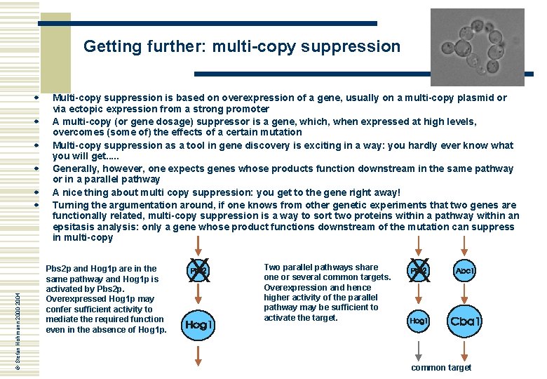 Getting further: multi-copy suppression w w © Stefan Hohmann 2000 -2004 w w Multi-copy