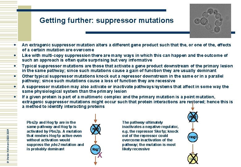 Getting further: suppressor mutations w w w © Stefan Hohmann 2000 -2004 w An