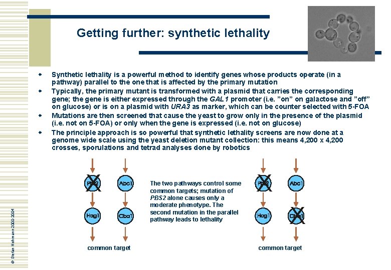 Getting further: synthetic lethality w w Synthetic lethality is a powerful method to identify