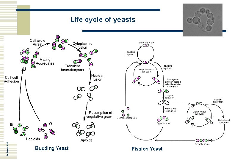 © Stefan Hohmann 2000 -2004 Life cycle of yeasts Budding Yeast Fission Yeast 