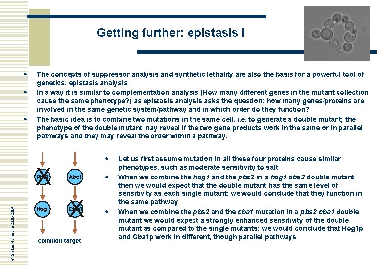 Getting further: epistasis I w w w The concepts of suppressor analysis and synthetic