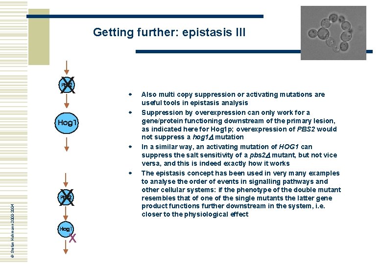 Getting further: epistasis III X w w w © Stefan Hohmann 2000 -2004 w