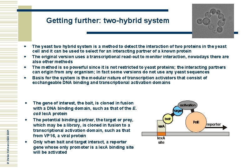 Getting further: two-hybrid system w w w © Stefan Hohmann 2000 -2004 w w