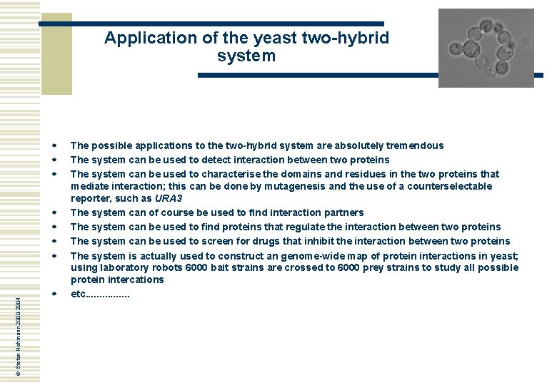 Application of the yeast two-hybrid system w w w © Stefan Hohmann 2000 -2004
