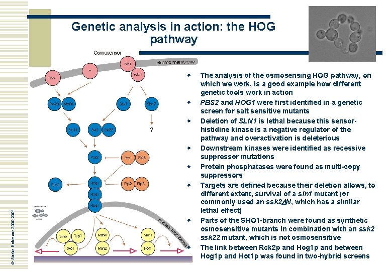 Genetic analysis in action: the HOG pathway w w w © Stefan Hohmann 2000